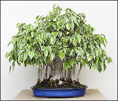 فیکوس بنجامین ابلق